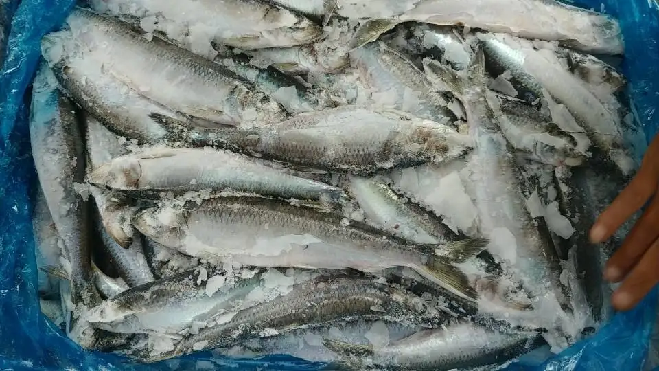 High Quality Hot Sale Bulk Price Custom Fresh Whole Round Frozen Seafood Fish Pacific Canned Herring Fish