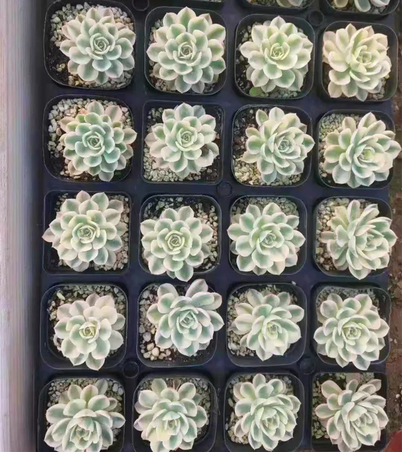 
Live Succulent Plants Wholesale Echeveria Lenore Dean Varieagated 