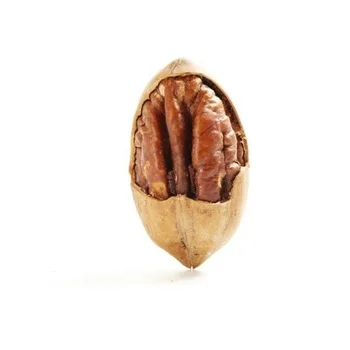 Good Quality Delicious New Crop Pecan Kernels Pecan in Shell