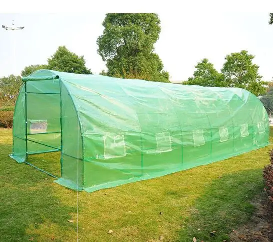 High Quality Tomato Seed For Greenhouse