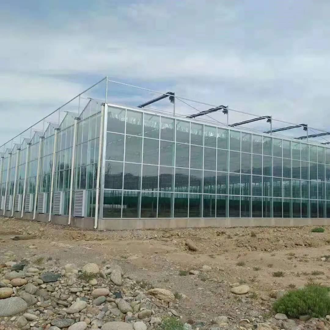  Large Multi-span Commercial Venlo Glass Greenhouse for