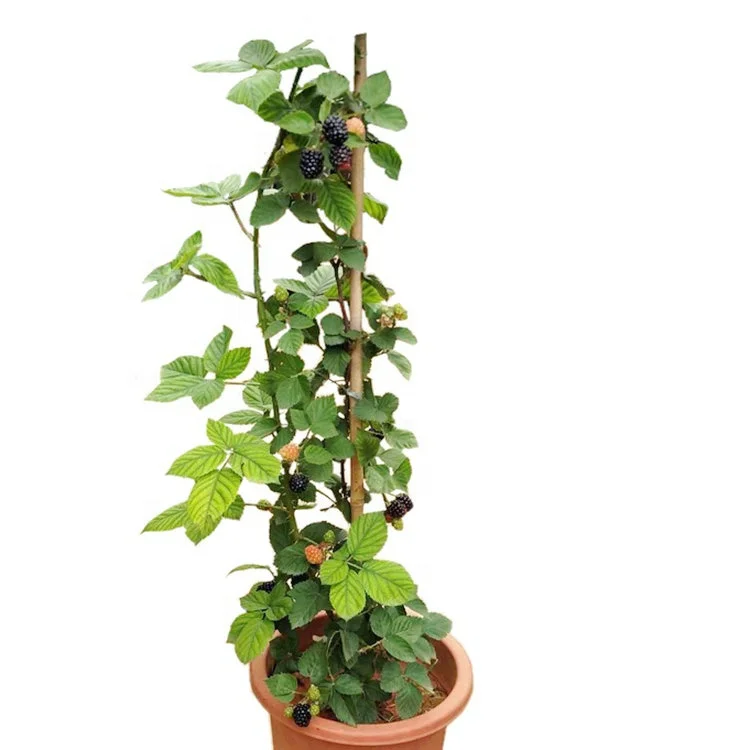 
Red yellow purple black color fruit divided layer Chinese raspberry plants 