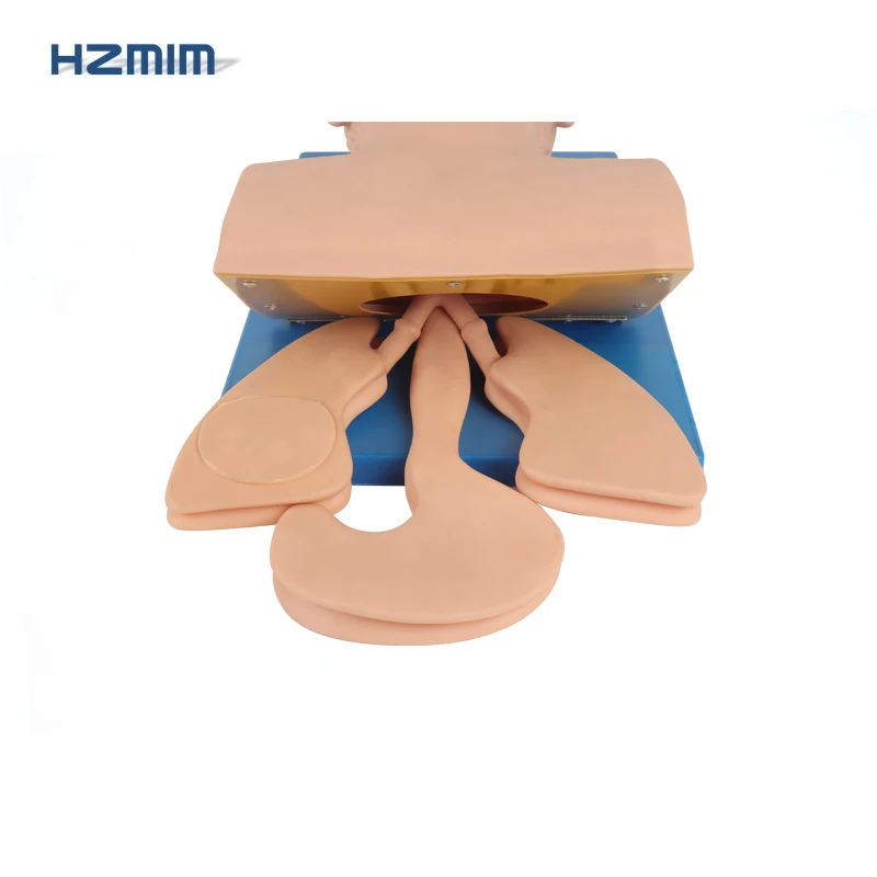 Adult Airway Trachea Intubation Model Adult Airway Intubation Manikin Endotracheal Intubation Training Model