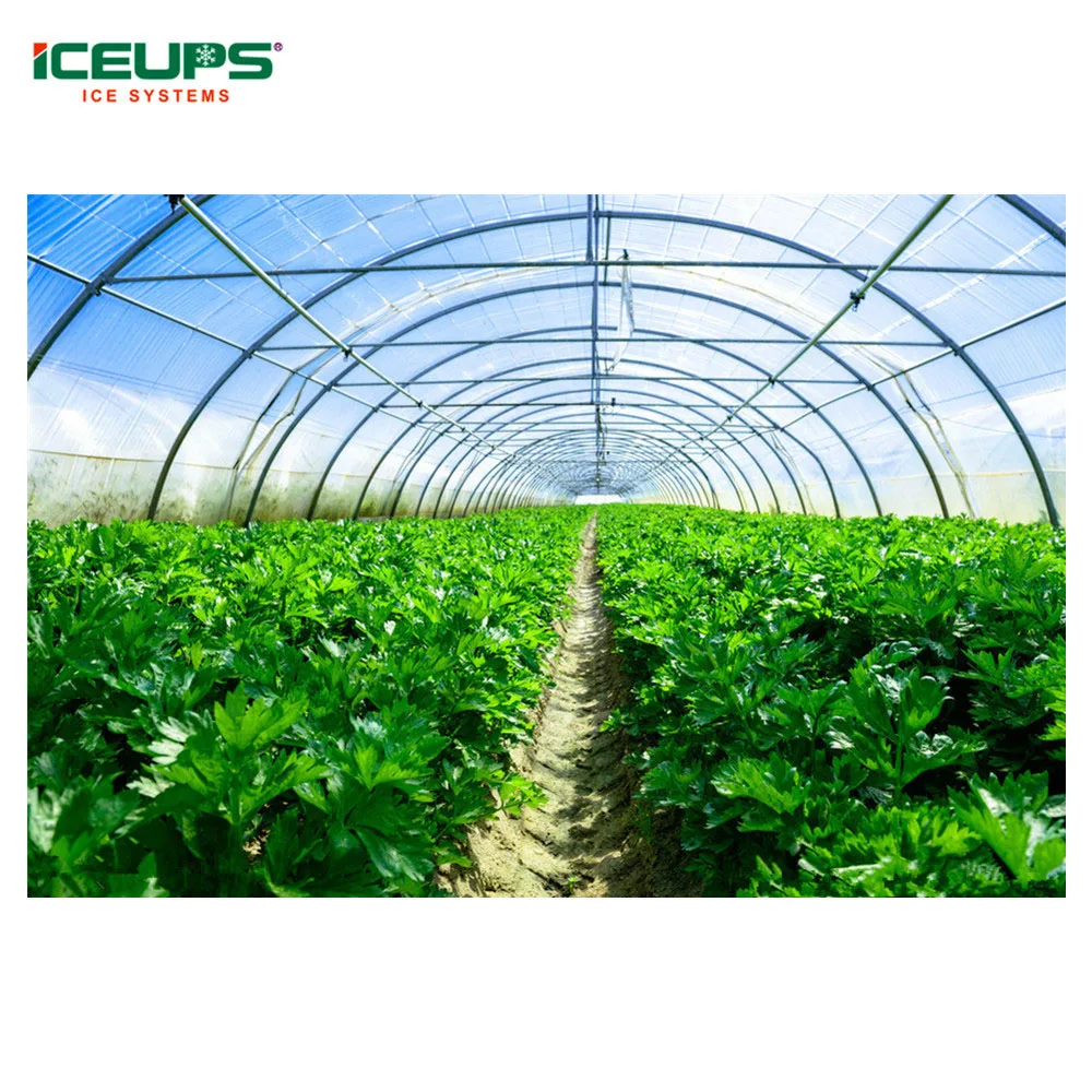 Factory direct sale vacuum cooler vacuum cooling machine vegetable machine for Brussel Sprouts fresh