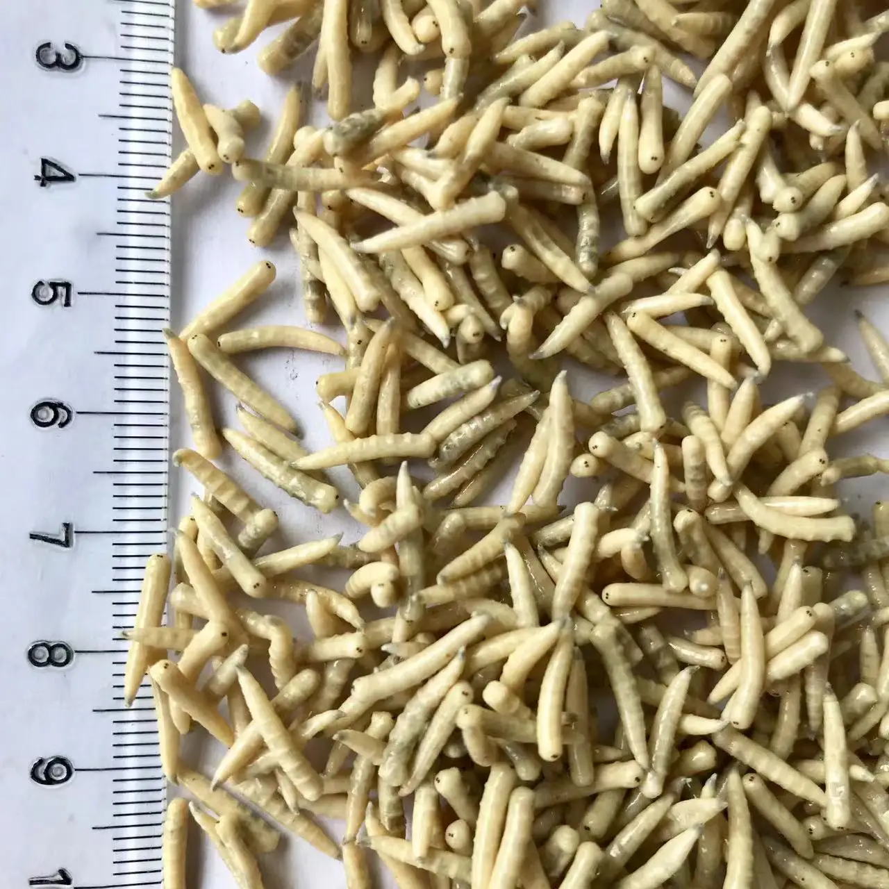 Пищевые насекомые Eco Fresh Riceworm корм для домашних животных съедобные рыбы черепахи птицы