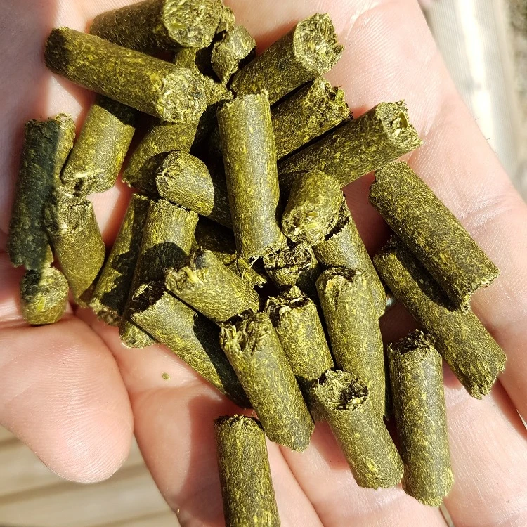 Grass pellets alfalfa grass factory dried high quality ruminants foder feed