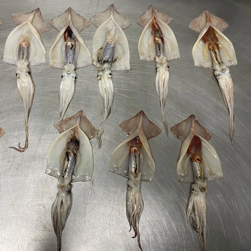 
whole round squid ILLEX ILLECEBROSUS BOSTON ILLEX 