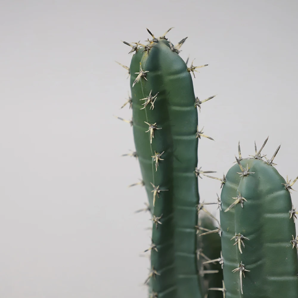 Artificial Wholesale Maceteros Para San Pedro Cactus Thailand Gymnocalycium Cactus Bailarin For Garden Landscape Decoration