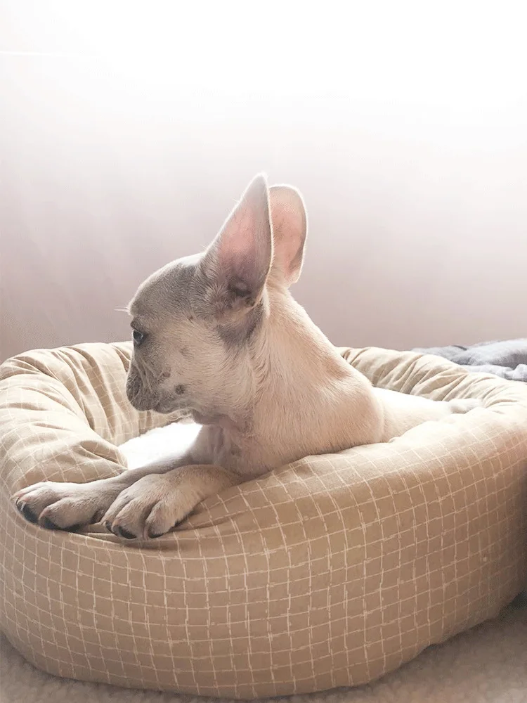 Wholesale Pet Sofa Beds Dog Accessories Cat Bed Cute Bed Funny