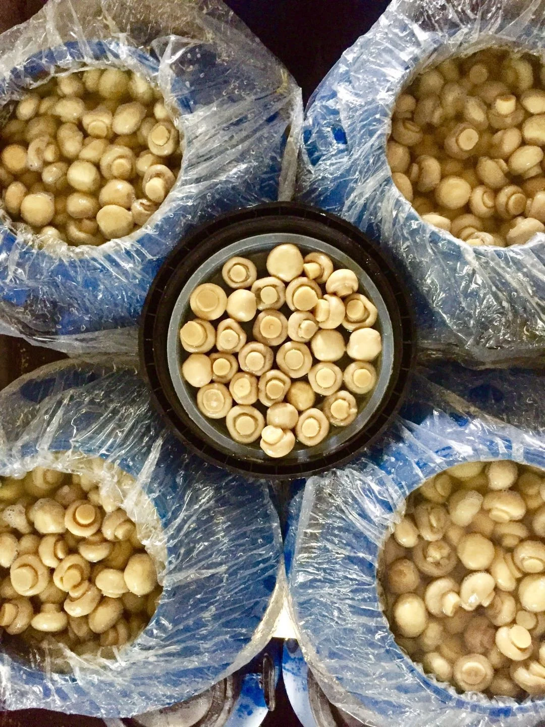 mushroom whole and slices in plastic drum