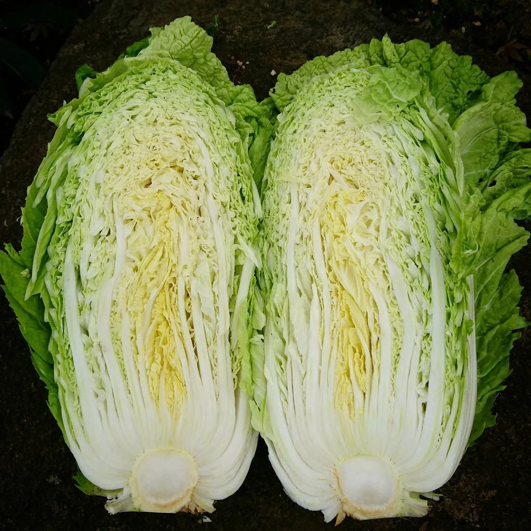 Высококачественная свежая капуста Сельдерея