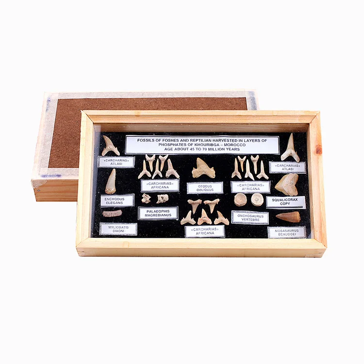 Yase Natural Marine Animal Shark Teeth Frame Office Studio Natural Stone Collection Box Ornaments
