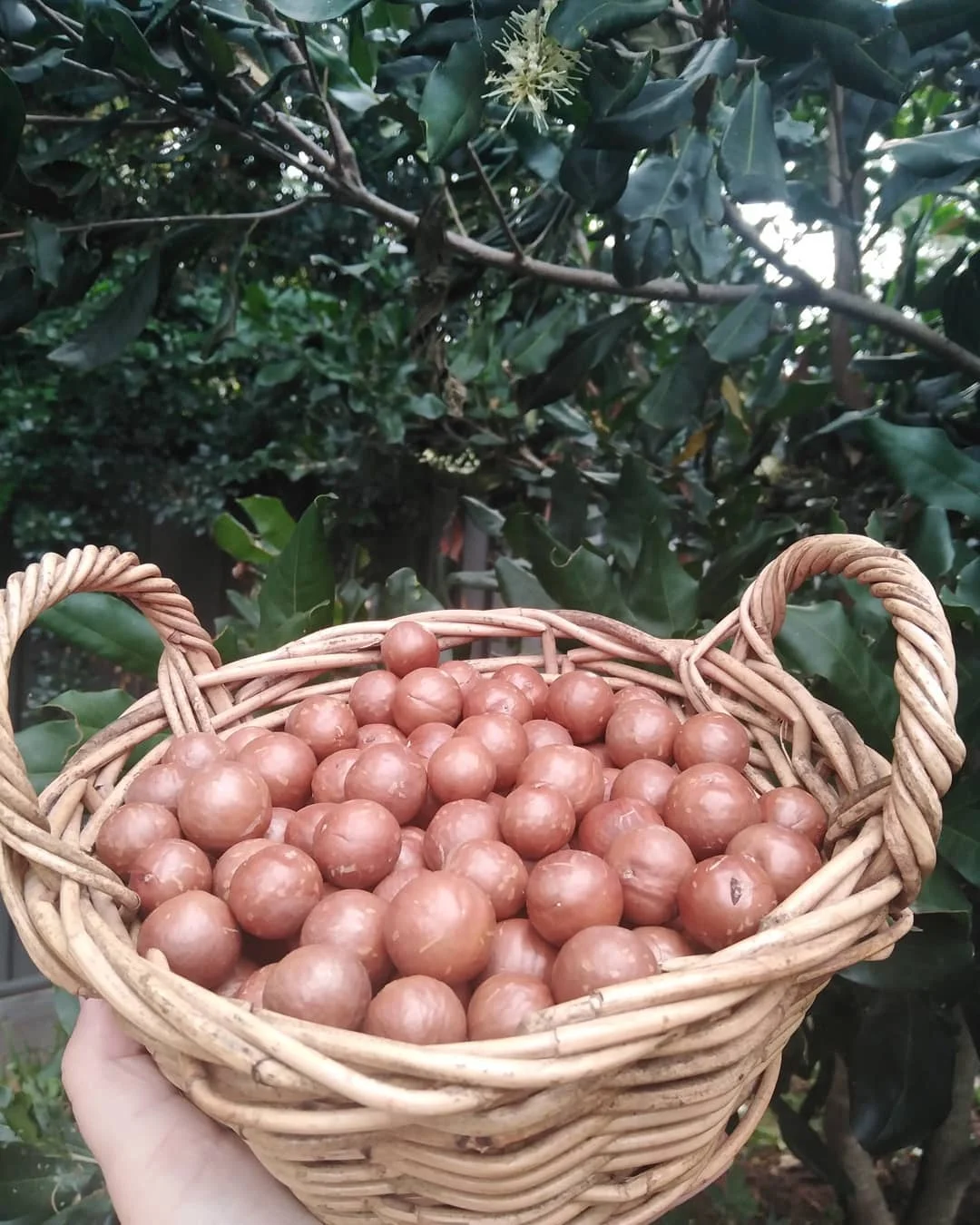 
Organic Macadamia nuts with shell and Without shell Available . Order Now 