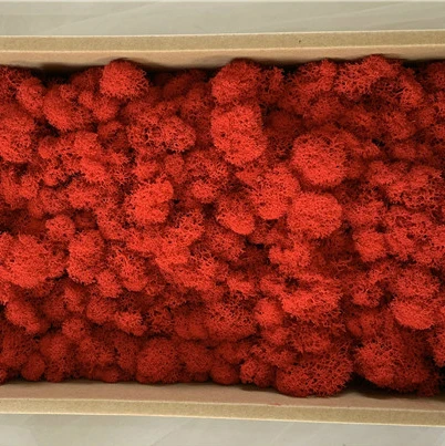 
Beautiful Multicolored preserved moss for Plant wall decorative for home decoration 