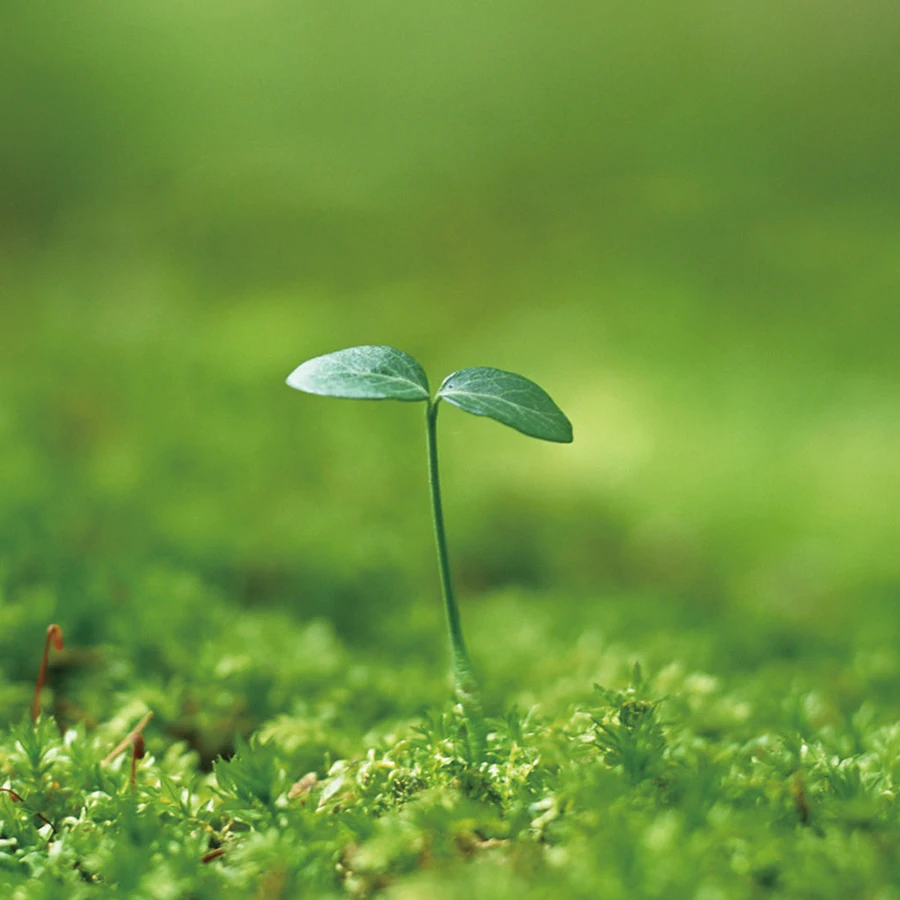 Cheap Price 40 Cells Grow Plant Sprouting Seed Nursery Trays For Tree