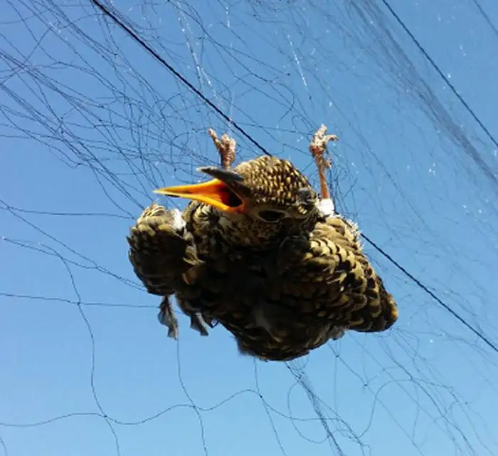 Черные нейлоновые сетки для ловли птиц