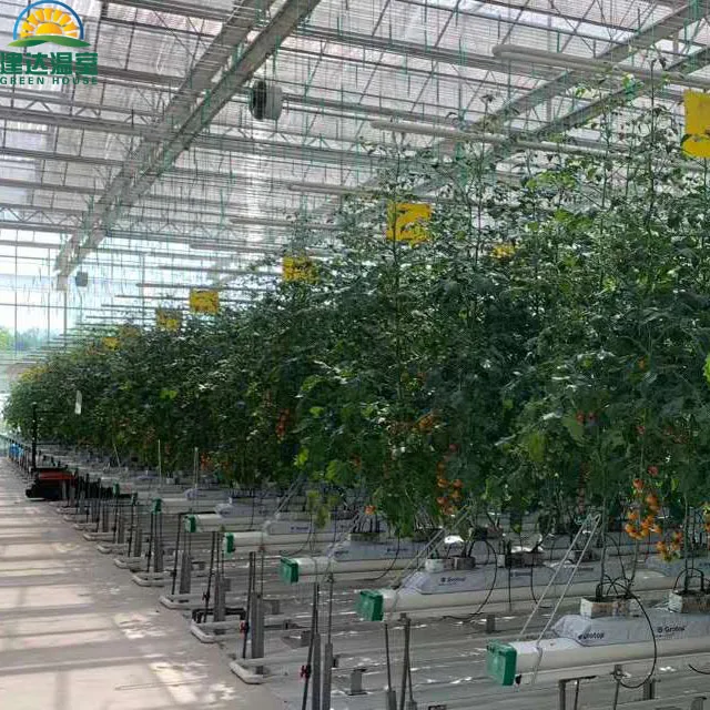 The best quality roof Film and side polycarbonate Greenhouses for tomato growing SUNSGH greenhouse made in china