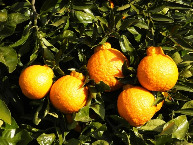 Japan Best Brand Frozen Fruit Orange(Shiranui)