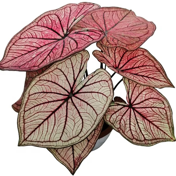 
YoungPlants Horiculture Tissue Culture Tray Plug Caladium Good Luck Baby Young Plants 