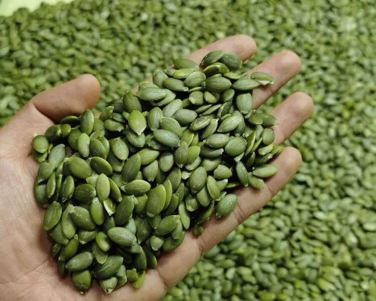 pumpkin seed kernel