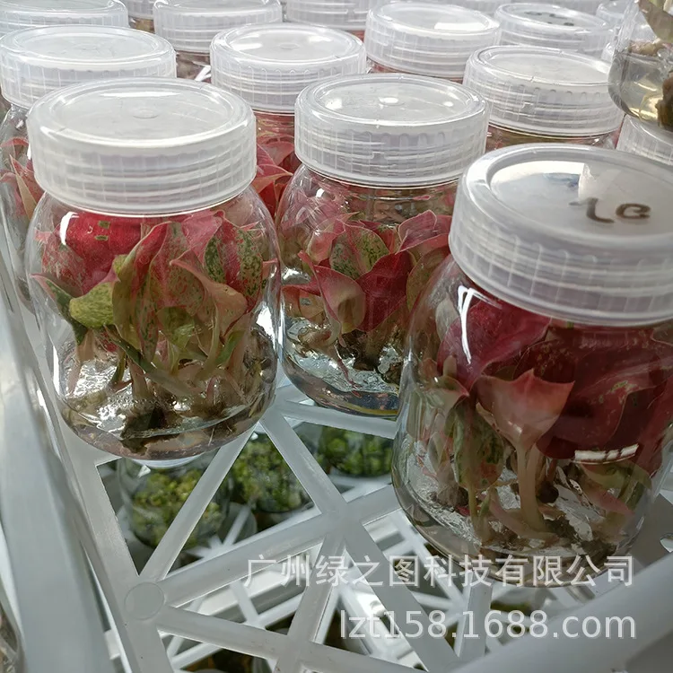 Оптовая продажа, горшочные растения Aglaonema в Тайланде, красного цвета, природного происхождения, разные размеры