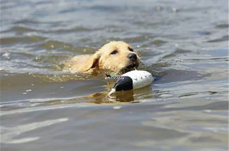 Original Factory Tough Biting Toy  Dog Training Balls Portable Dog Toys Manufacturer Hunting Dog Training Dummy