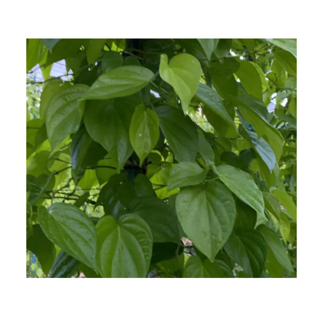
High Quality Product from Thailand Natural Pure Fresh Betel Leaf 