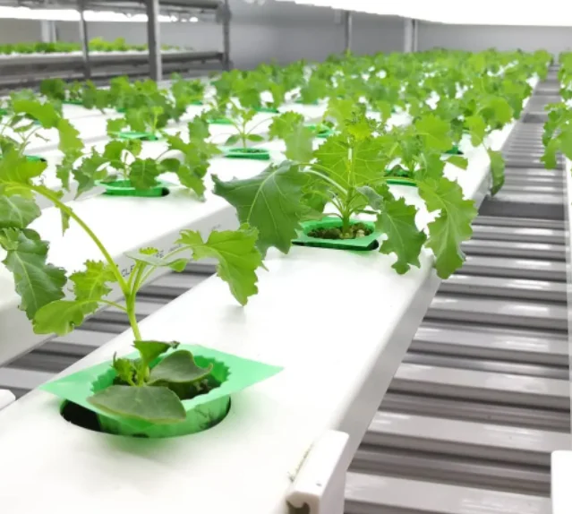 Hot style Intelligent Irrigation Hydroponics System for Vegetables