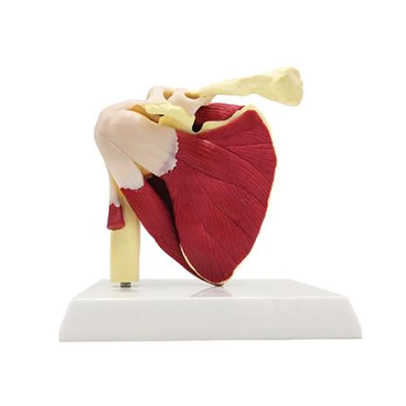 DARHMMY Life-Size Medical Science Model Human Shoulder Joint with Muscles and Ligaments