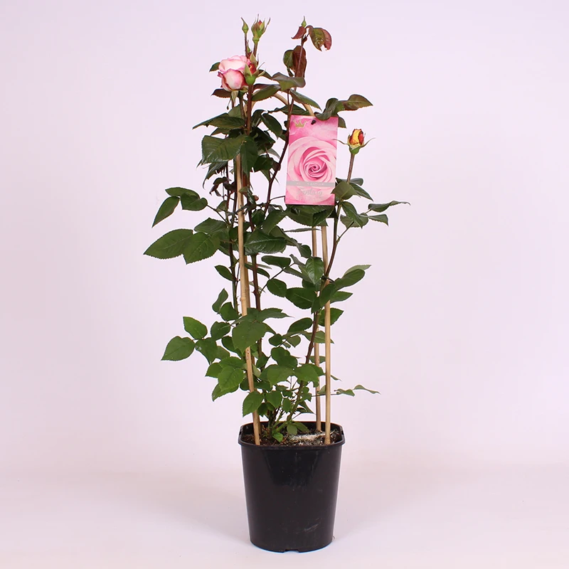 Plastic label for plant flower tag identify marker  flower name hang tag