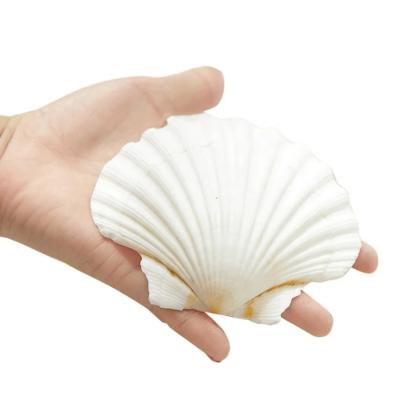 Раковины из Морского гребешка