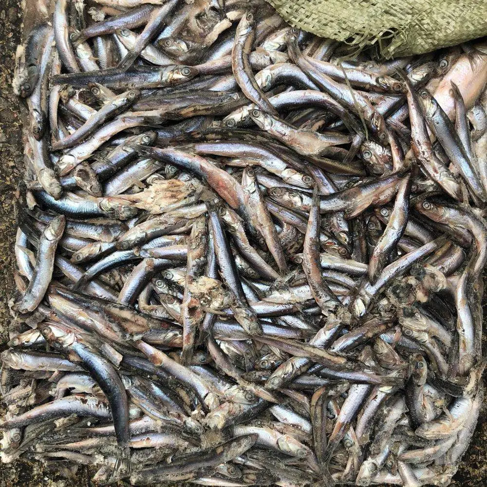 Frozen anchovy for feed 5-10cm