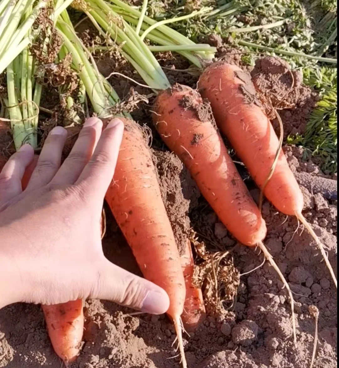 New Season Fresh Carrot Supplying All the Year Round