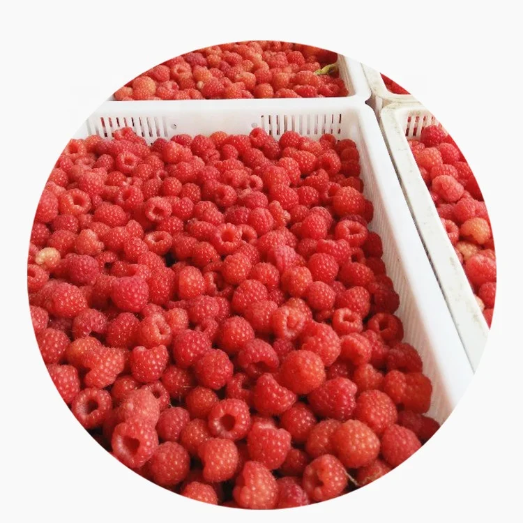
Wholesale Rank A Freeze Dried Fruits IQF Whole Raspberry With Best Price 