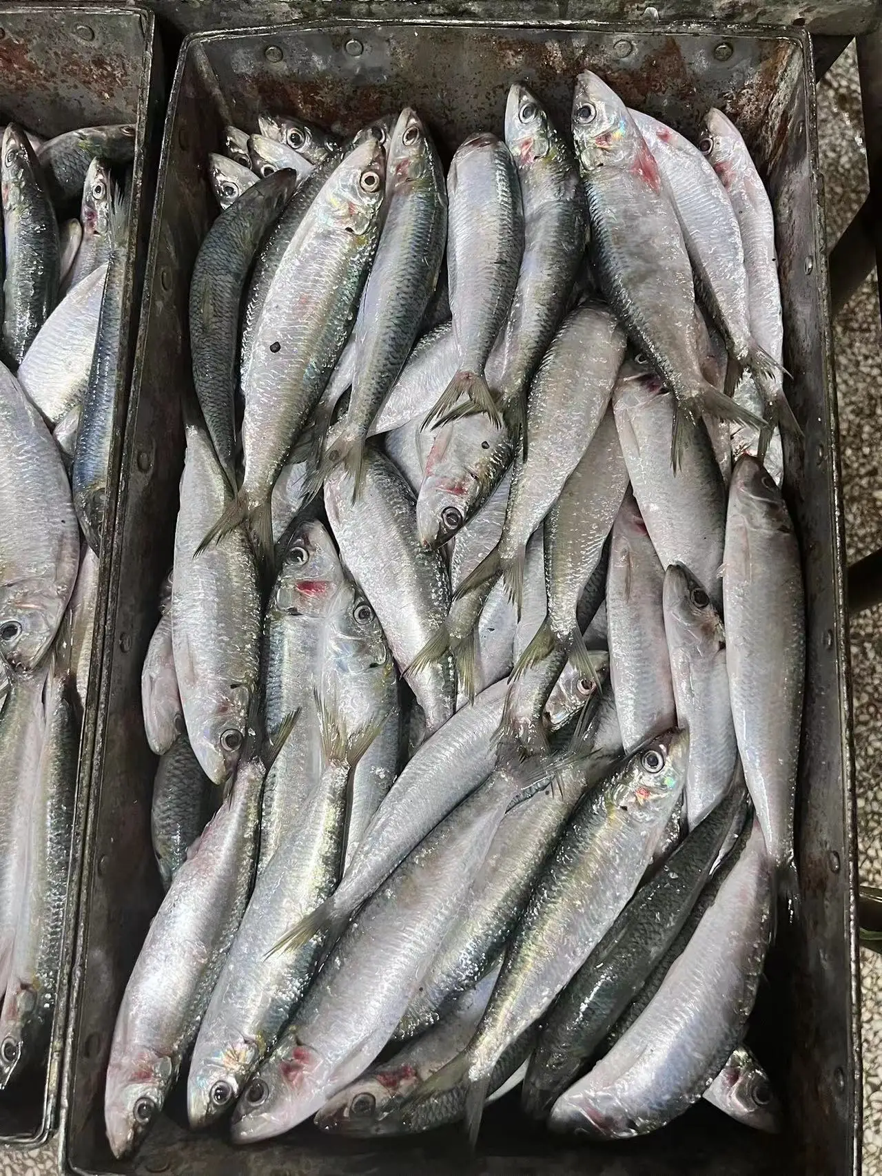 Замороженная рыба морепродукты новая посадка хорошее качество оптовая продажа замороженная Сардина