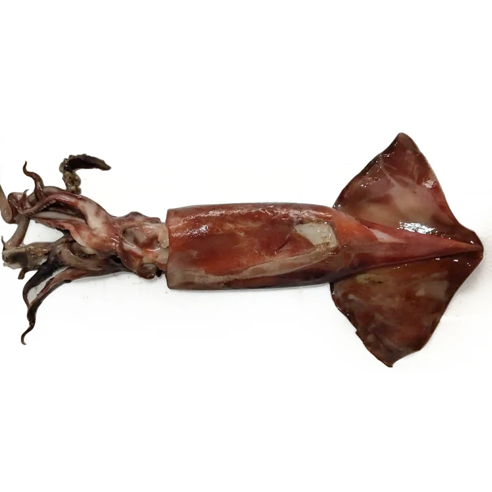 China export frozen squid frozen whole squid block calamari squid