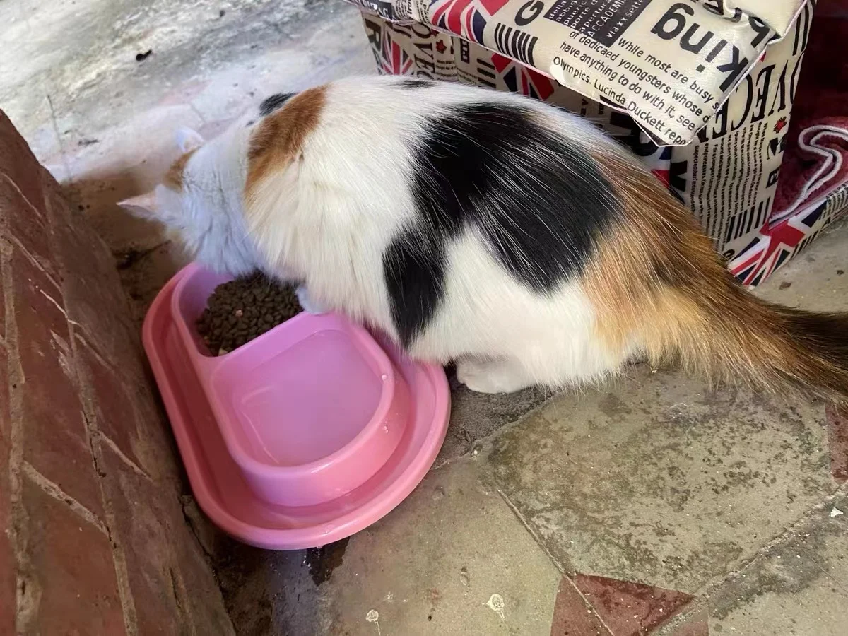 Factory Hot Sale Anti- Ant Plastic Blue Pink Double Pet  Bowl Cat Bowls
