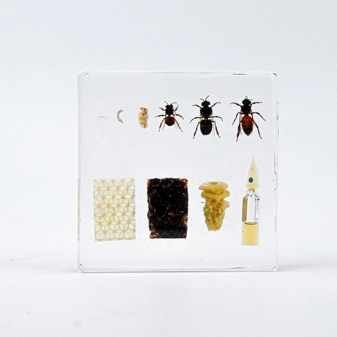 Educational Supply Real Insect Paperweight Taxidermy specimen In resin Biological Model Teaching Aid honey bee resin