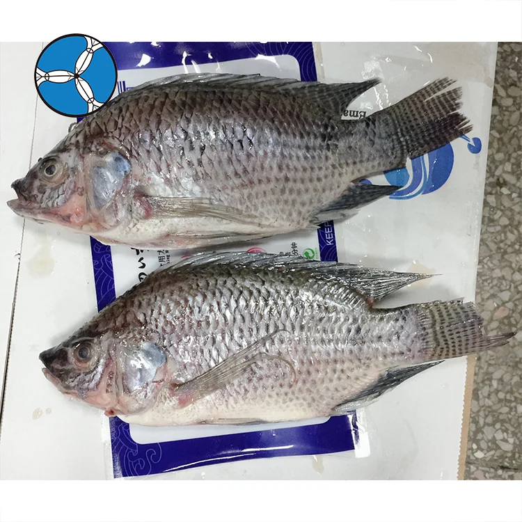 Best Selling  Frozen Black Tilapia Fish For Export