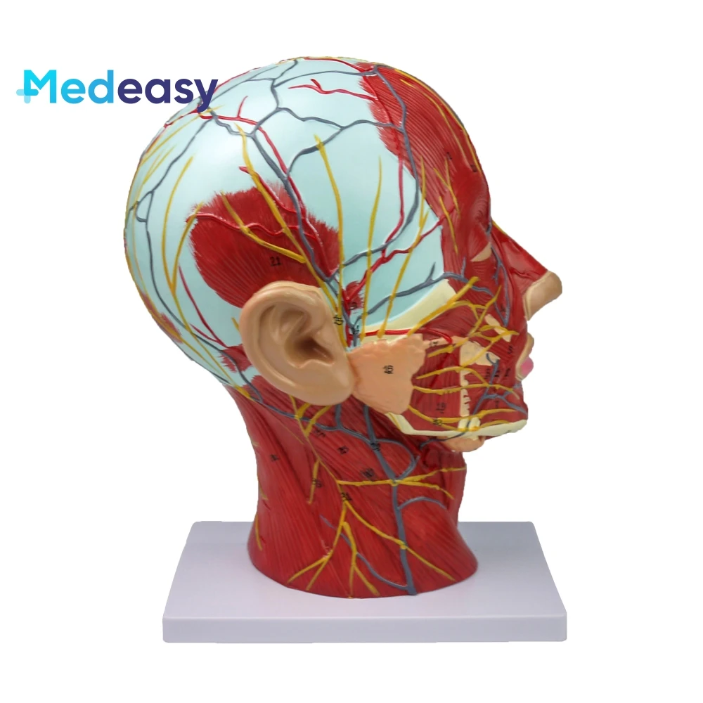Medical training human head anatomy model, head and neck neurovascular model