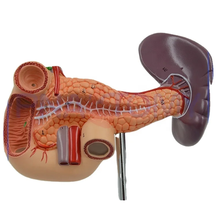 life size Pancreas anatomical model for human