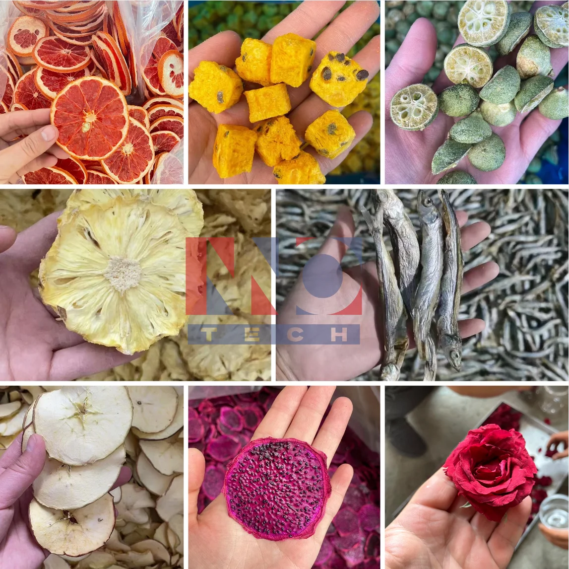 Hot sale 50 m² Vacuum Freezing Dryer Vegetables Fruits New Condition Food Processing Equipment with CE