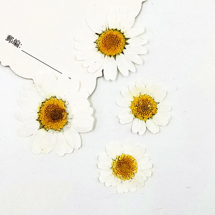 I643 White Crystal Chrysanthemum Dyed White Natural Flowers Dried Pressed Flower Petals Handmade Decorations