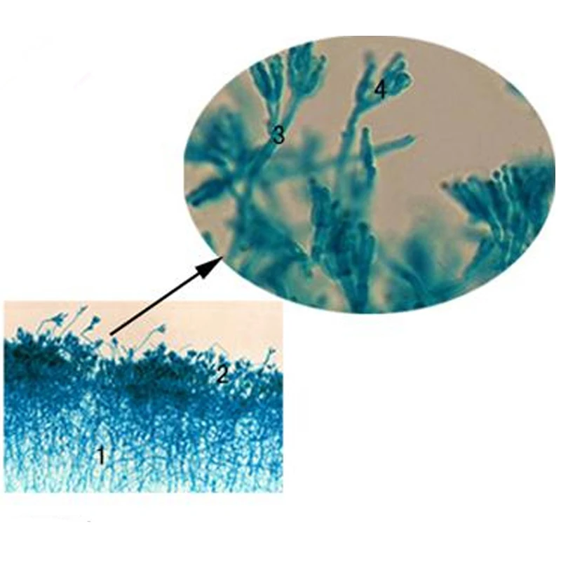 School Supplies 12PCS Set Fungi Prepared Slides Teaching Microbiology Prepared Slides