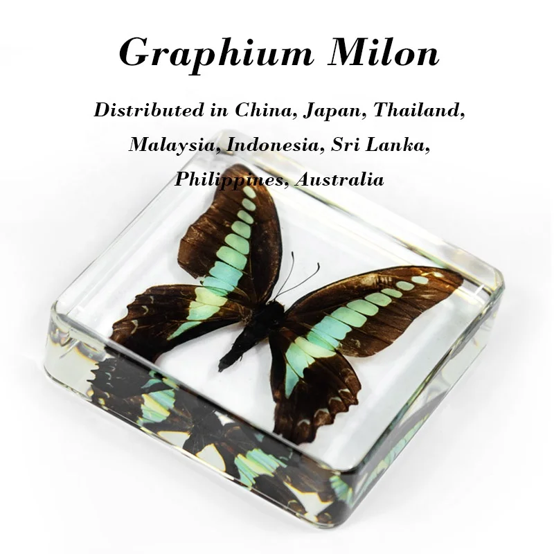 display case cabinet book rack bookshelf tea table end table bedside China factory clear resin real butterfly desktop decoration