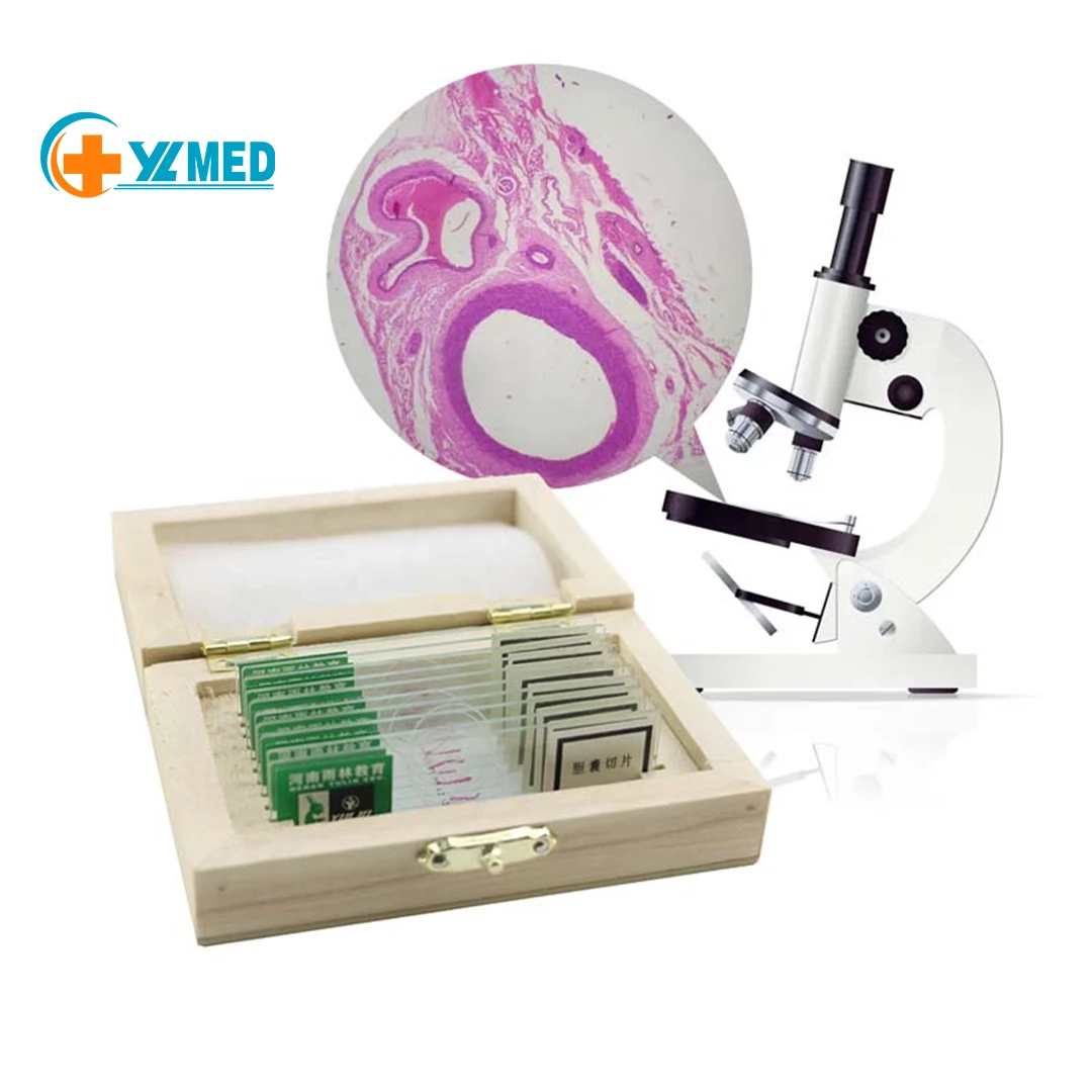 Biomedical Offered for Teaching Prepared Microscope Slides Biology Biological Sections