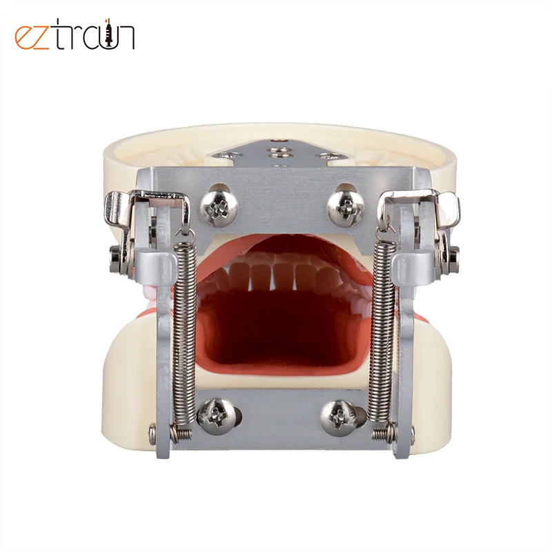 Oral Students Preparation Dental Model 32 Teeth Preparation Dental Model