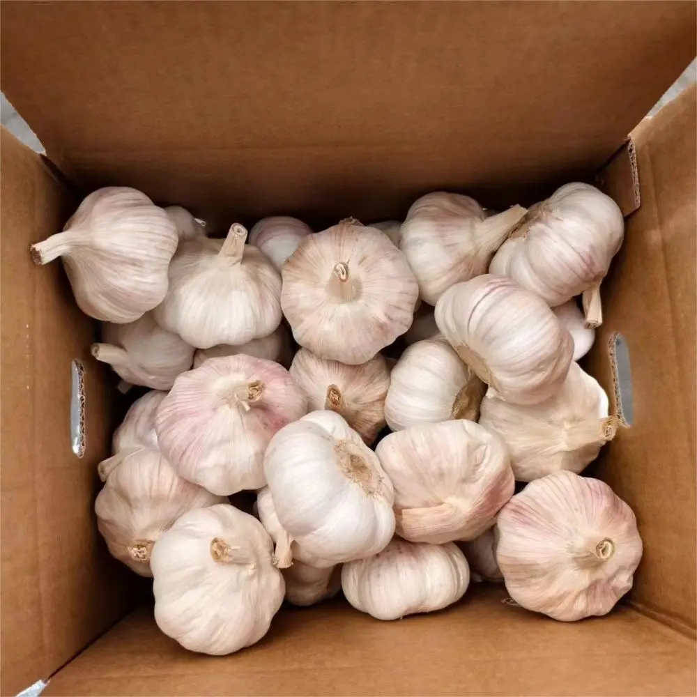 Fresh New Crop Garlic Normal White Garlic Pure White Optimum Garlic For Export