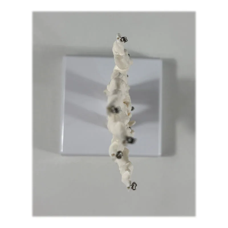 Production PVC Hand Skeleton Model Teaching Anatomical Joint Custom Made Artificial Life-Size Human