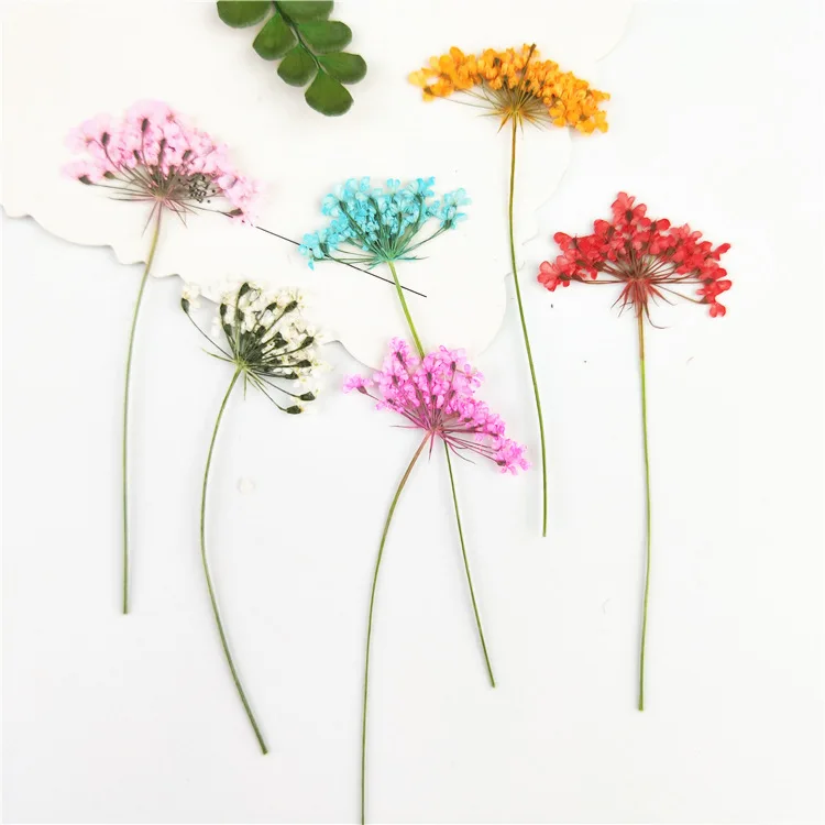 Real Dried Pressed Flower, Lace Flower with Branch, White